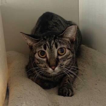 Domestic Short Hair Cats Available for Adoption in Hutchinson, Minnesota - Tina | PetCurious