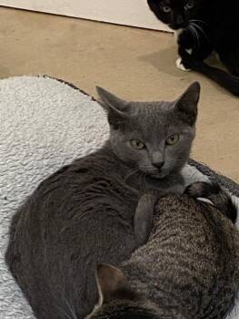 Rescue Domestic Short Hair Cats for Adoption in Henrietta, Texas - Nifty | PetCurious