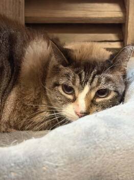 Petunia (foster cat) -  Domestic Short Hair Cat for Adoption in Littlestown, Pennsylvania - Petunia (foster Cat) | PetCurious