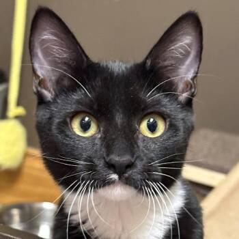 Joan Jett -  Domestic Short Hair Cat for Adoption in Crystal Lake, Illinois - Joan Jett | PetCurious