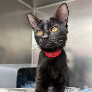 Madison -  Domestic Short Hair Cat for Adoption in Chicago, Illinois - Madison | PetCurious