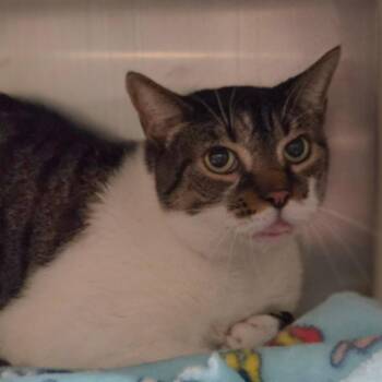 Jasper -  Domestic Short Hair Cat for Adoption in Kennebunk, Maine - Jasper | PetCurious