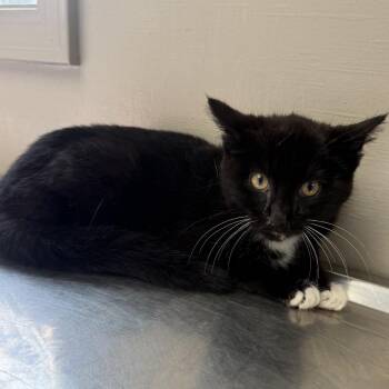 Domestic Short Hair Cats Available for Adoption - Viper | PetCurious