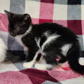 Domestic Short Hair Cats Available for Adoption in Coos Bay, Oregon - Cupcake | PetCurious
