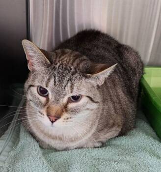 Rescue Siamese and Domestic Short Hair Cats for Adoption in Willmar, Minnesota - Chuck | PetCurious