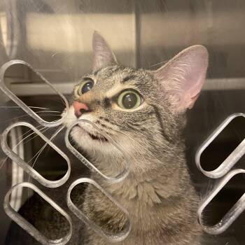 Rescue Domestic Short Hair Cats for Adoption in Council Bluffs, Iowa - Lilah | PetCurious