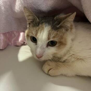 Rosa -  Domestic Short Hair Cat for Adoption in Chicago, Illinois - Rosa | PetCurious