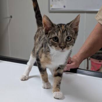 Elspeth -  Domestic Short Hair Cat for Adoption in Canton, Illinois - Elspeth | PetCurious