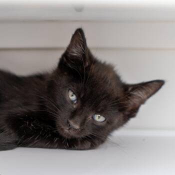 Lars -  Domestic Short Hair Cat for Adoption in New York, New York - Lars | PetCurious