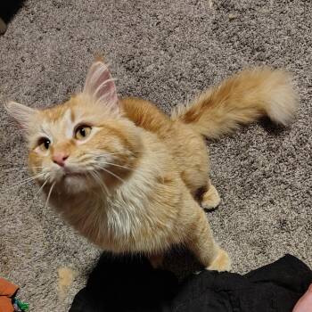 Domestic Long Hair Cats Available for Adoption in Tulsa, Oklahoma - Felix | PetCurious