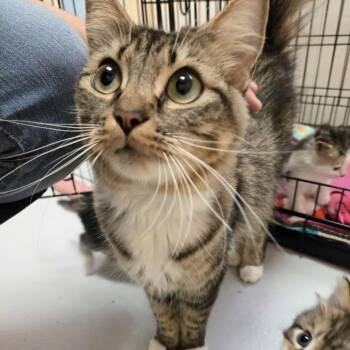 Rescue Domestic Medium Hair Cats for Adoption in Conway, New Hampshire - Tostada | PetCurious
