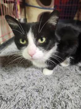 Evie -  Domestic Short Hair Cat for Adoption in Brockport, New York - Evie | PetCurious