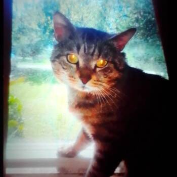 Patches -  Domestic Short Hair Cat for Adoption in Lynchburg, Virginia - Patches | PetCurious