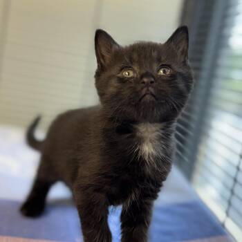 Night -  Domestic Short Hair Cat for Adoption in Chesapeake, Virginia - Night | PetCurious