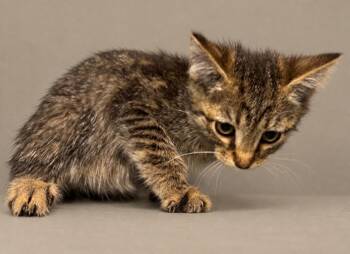 Frenchy -  Domestic Short Hair Cat for Adoption in Greenville, North Carolina - Frenchy | PetCurious