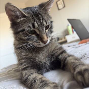 Phoebe -  Domestic Short Hair Cat for Adoption in North Battleford, Saskatchewan - Phoebe | PetCurious