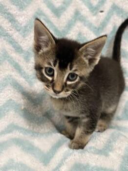 Petri Kuma (available early August) -  Domestic Short Hair Cat for Adoption in Galt, California - Petri Kuma (available Early August) | PetCurious
