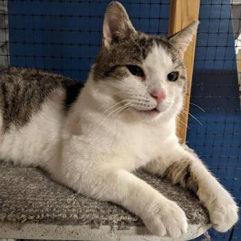 Rescue Domestic Short Hair Cats for Adoption in East Amherst, New York - Cecil | PetCurious