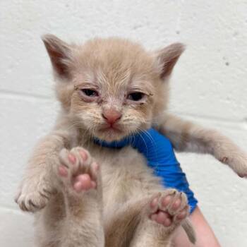 Domestic Short Hair Cats Available for Adoption in Lyndhurst, Virginia - SVAS-Stray-38488 | PetCurious