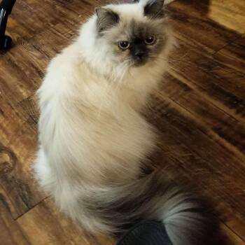 Dandelion -  Himalayan Cat for Adoption in Mansfield, Texas - Dandelion | PetCurious