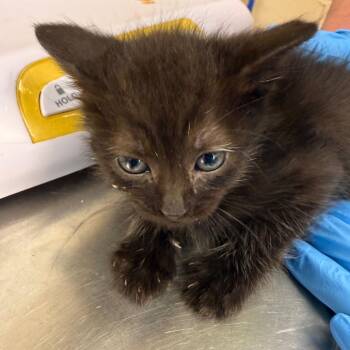 Shale -  Domestic Short Hair Cat for Adoption in Troy, Virginia - Shale | PetCurious