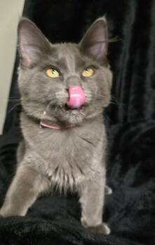 Dani -  Domestic Long Hair Cat for Adoption in Arlington, Washington - Dani | PetCurious