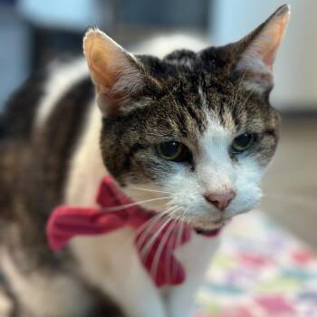 Domestic Short Hair Cats Available for Adoption in Matteson, Illinois - Babs | PetCurious