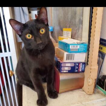 Logan -  Domestic Short Hair Cat for Adoption in Los Angeles, California - Logan | PetCurious