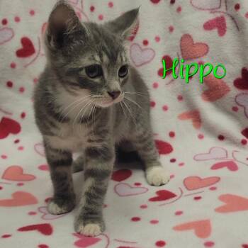 Domestic Short Hair Cats Available for Adoption - Hippo | PetCurious