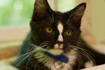 Hunter -  Domestic Long Hair Cat for Adoption in Hot Springs, Arkansas - Hunter | PetCurious