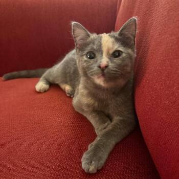 Domestic Short Hair Cats Available for Adoption - Judy | PetCurious