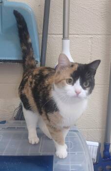 260381  Camilla -  Domestic Short Hair Cat for Adoption in Wetumpka, Alabama - 260381  Camilla | PetCurious