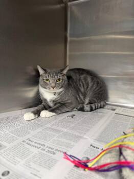 Domestic Short Hair Cats Available for Adoption - Frito/Pippitt | PetCurious