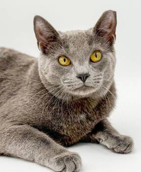Russian Blue Cats Available for Adoption in Bedford Hills, New York - Lola Our Lover Lover Lover Silvery Angel!  VIDEO! | PetCurious