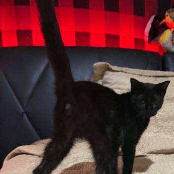 Ursula -  Domestic Short Hair Cat for Adoption in Gonzales, Louisiana - Ursula | PetCurious