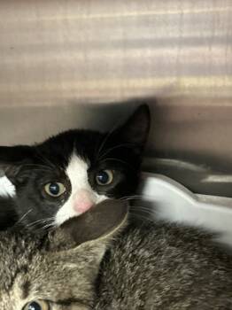 Rescue Domestic Short Hair Cats for Adoption in Picayune, Mississippi - Boomarang | PetCurious