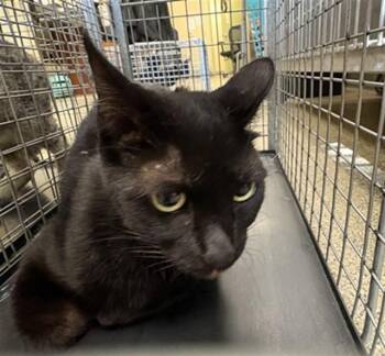 MACIE -  Domestic Short Hair Cat for Adoption in Fort Myers, Florida - MACIE | PetCurious