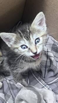 Angel -  Domestic Short Hair Cat for Adoption in Daytona Beach, Florida - Angel | PetCurious