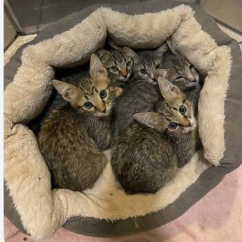 Pecan -  Domestic Short Hair Cat for Adoption in Bentonville, Arkansas - Pecan | PetCurious