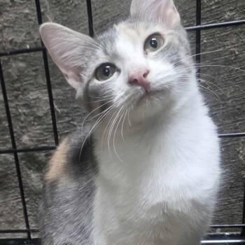 Rescue Domestic Short Hair Cats for Adoption in Union, Missouri - Calico Girl | PetCurious