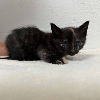 SVAS-Stray-39593 -  Domestic Short Hair Cat for Adoption in Lyndhurst, Virginia - SVAS-Stray-39593 | PetCurious