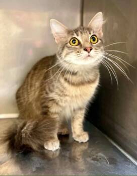 Nick -  Domestic Short Hair Cat for Adoption in Fort Payne, Alabama - Nick | PetCurious