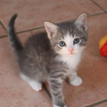 Berlioz -  Domestic Short Hair Cat for Adoption in Concord, North Carolina - Berlioz | PetCurious