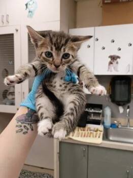 Ivy -  Domestic Short Hair Cat for Adoption in Palm Coast, Florida - Ivy | PetCurious