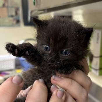 Calypso -  Domestic Short Hair Cat for Adoption in Asheville, North Carolina - Calypso | PetCurious