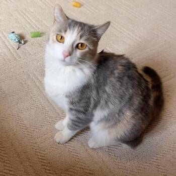 Domestic Short Hair Cats Available for Adoption - Dia C68529 | PetCurious