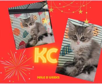 KC -  Domestic Long Hair Cat for Adoption in Blountville, Tennessee - KC | PetCurious