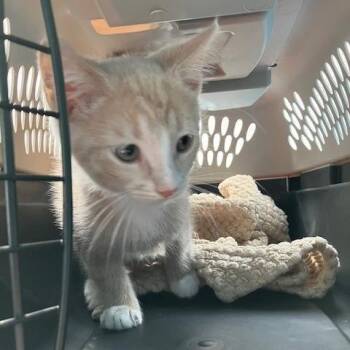 Vanilla - Chow Hound Northland -  Domestic Short Hair Cat for Adoption in Grand Rapids, Michigan - Vanilla - Chow Hound Northland | PetCurious