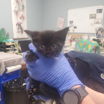 Bronco -  Domestic Short Hair Cat for Adoption in Milton, Florida - Bronco | PetCurious