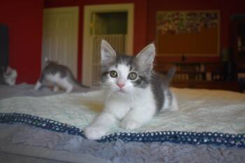 Domestic Long Hair Cats Available for Adoption in Hartville, Ohio - Julius | PetCurious